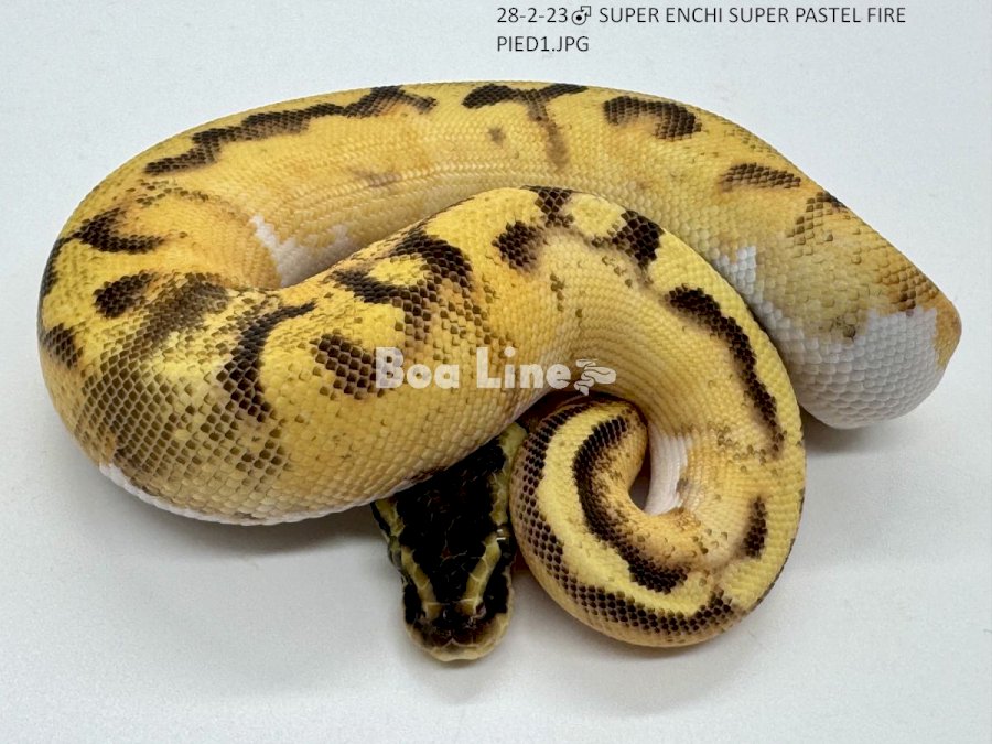 SUPER ENCHI SUPER PASTEL FIRE PIED